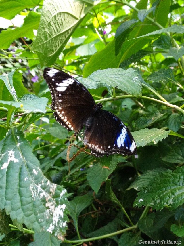 Butterfly conservatory 2016